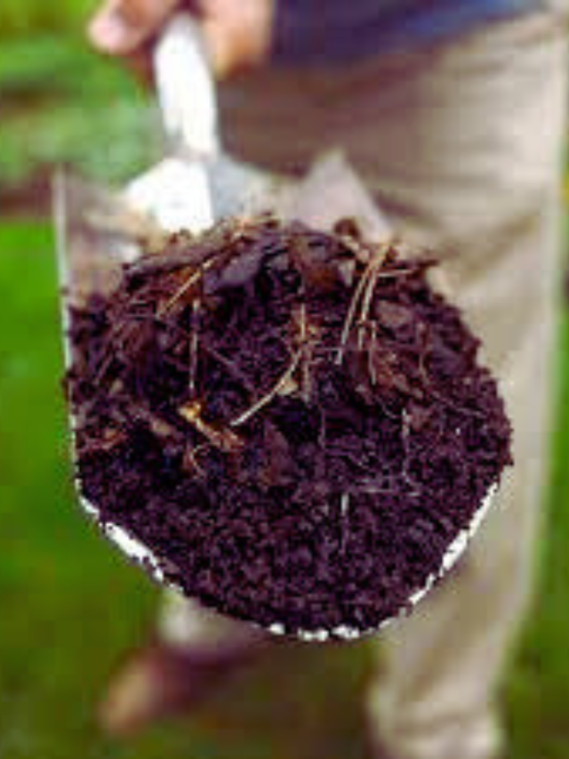 Make Your Own At-Home Compost