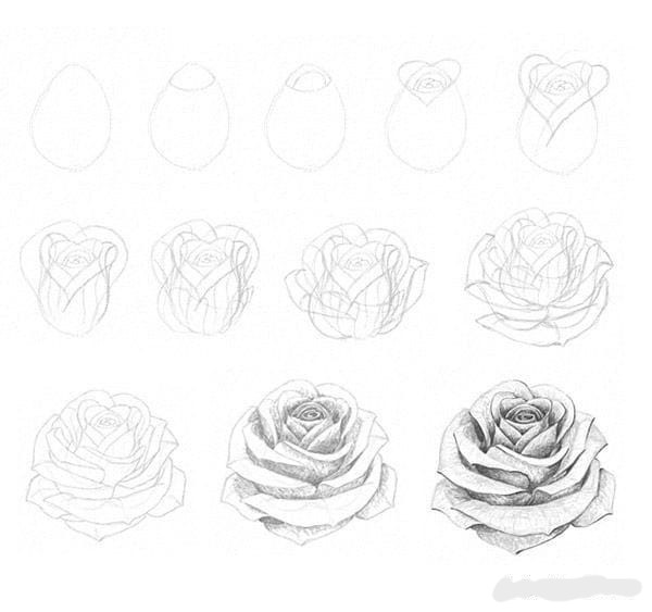 How to draw precious red rose sketch with Easy pencil  for beginner step by step: 