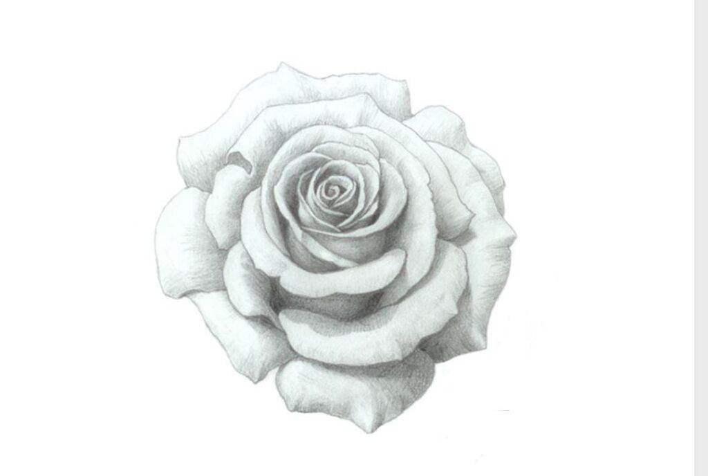 Learn easy pencil sketches and how to draw a rose sketch for beginners. Take your pencil and follow along as I guide you step-by-step drawings.