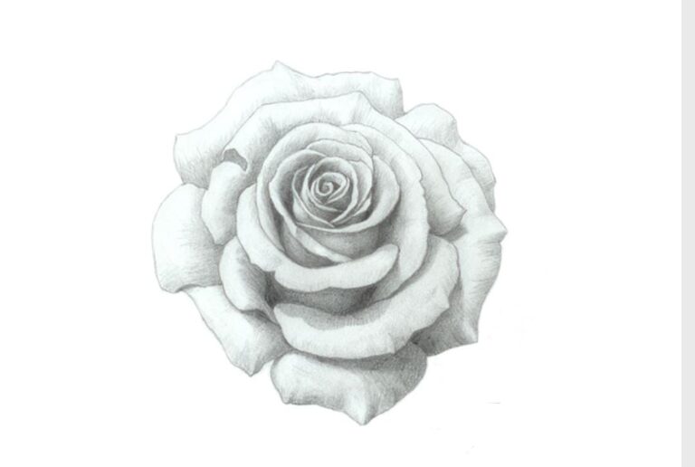 Draw a Stunning rose sketch – Easy Pencil Sketch Guide in 5 steps.
